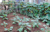 Mangaluru: Vegetable growing competition